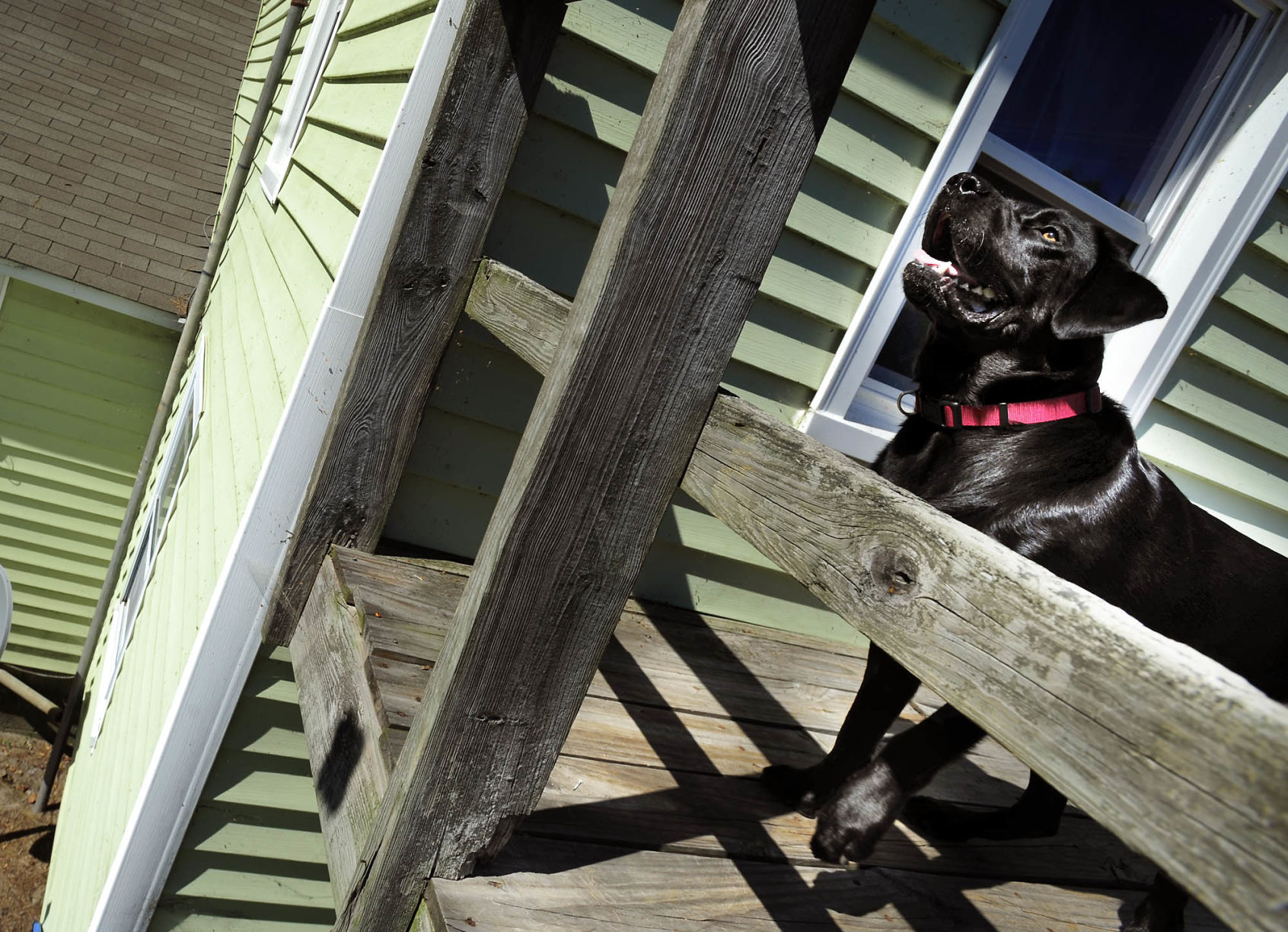 090511CancerDog1_0.jpg
